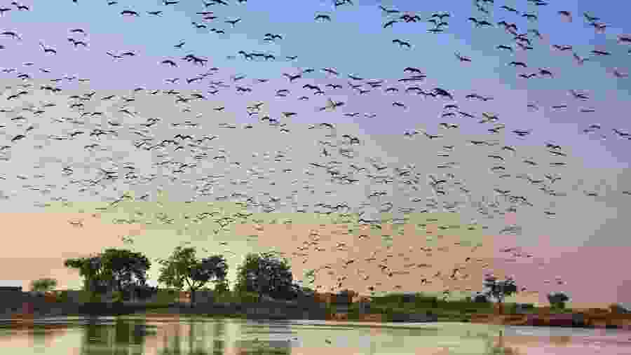 Keoladeo National Park / Bharatpur Bird Sanctuary