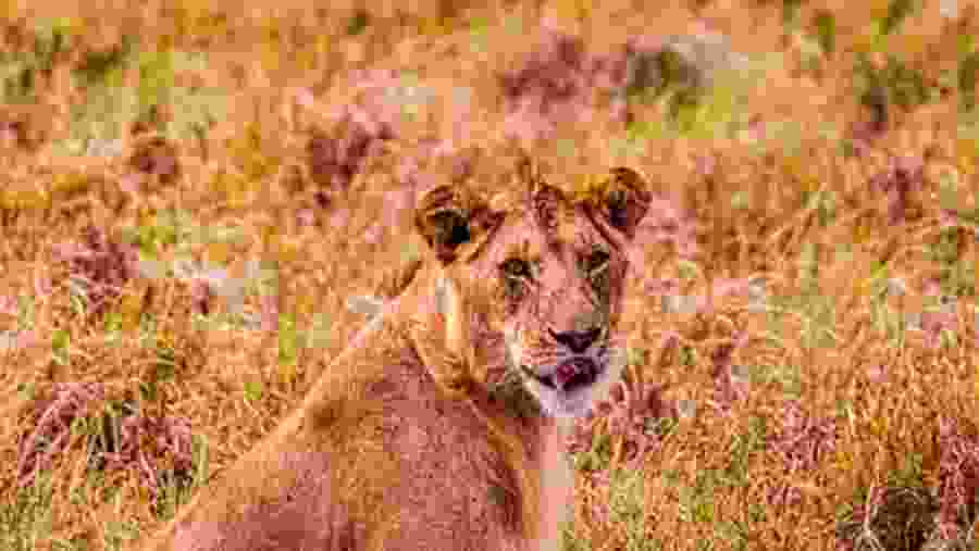 Asiatic lion
