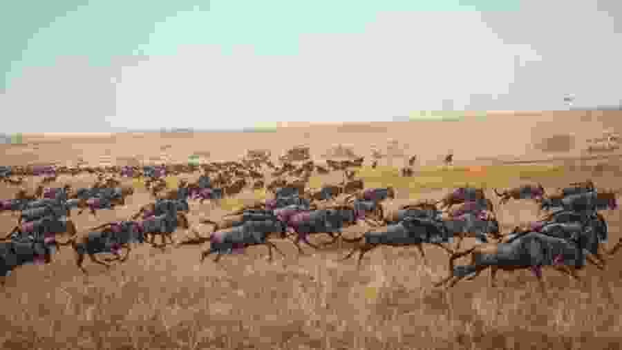 Wild Animals