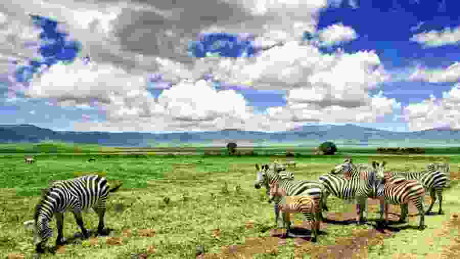 Grevy's Zebras
