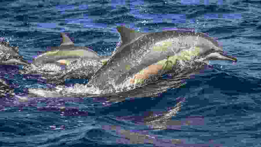 Dolphin Watching In Trincomalee