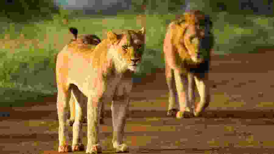 Kruger National Park