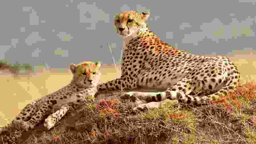 Cheetah cub with mother in Maasai Mara