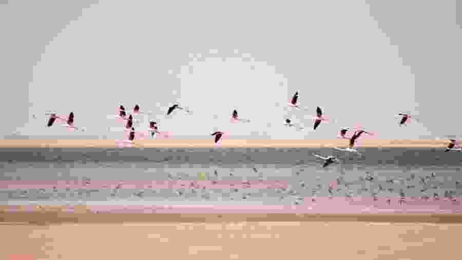 Birds Flying