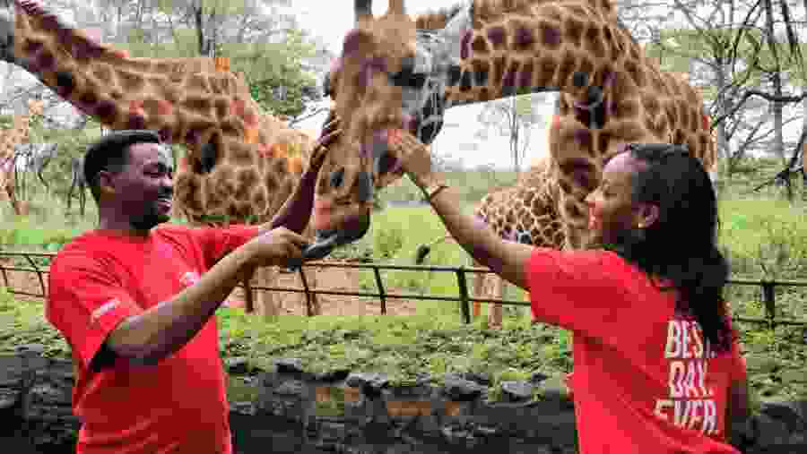 Giraffes at the Giraffe center