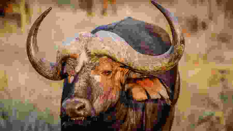 Water Buffalo