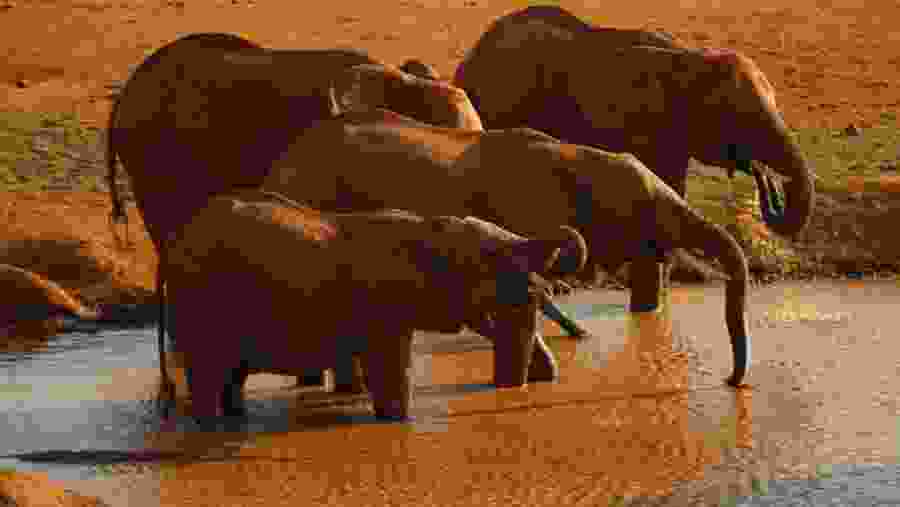 Elephants seen in Tsavo East National Park