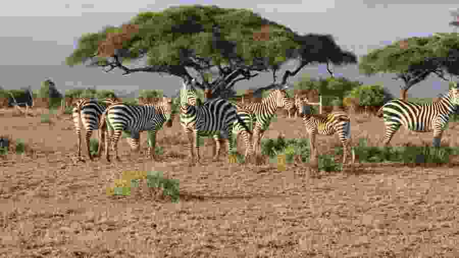 Herd of Zebras