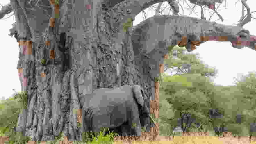 Elephant under a huge tree