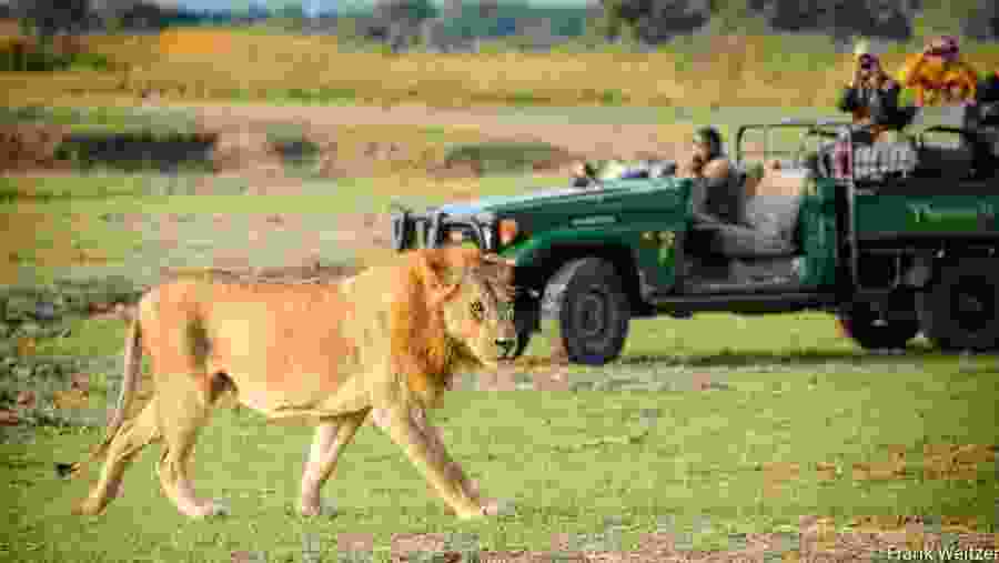 Spot lions in Mosi-oa-Tunya Park