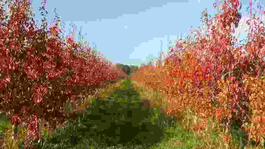Autumn Pears in Macedonia