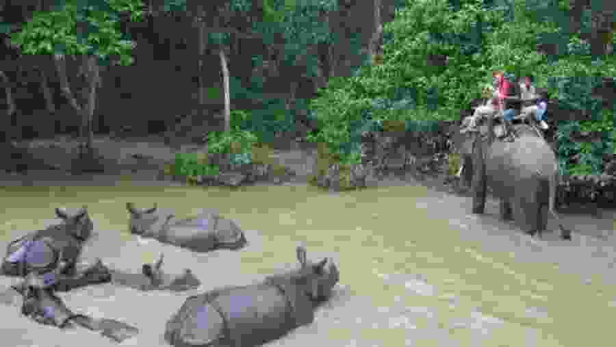 Wildlife in Chitwan National Park