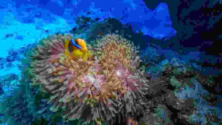 Snorkel  For Wonders