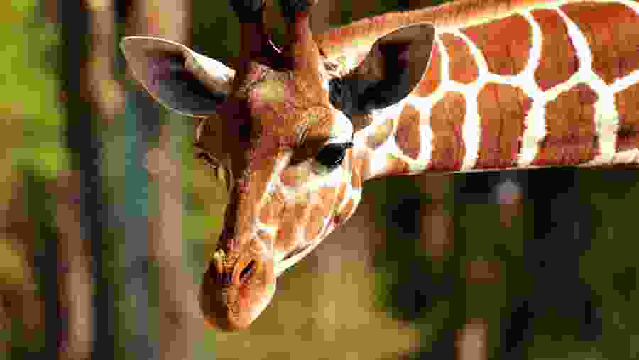 local giraffe center