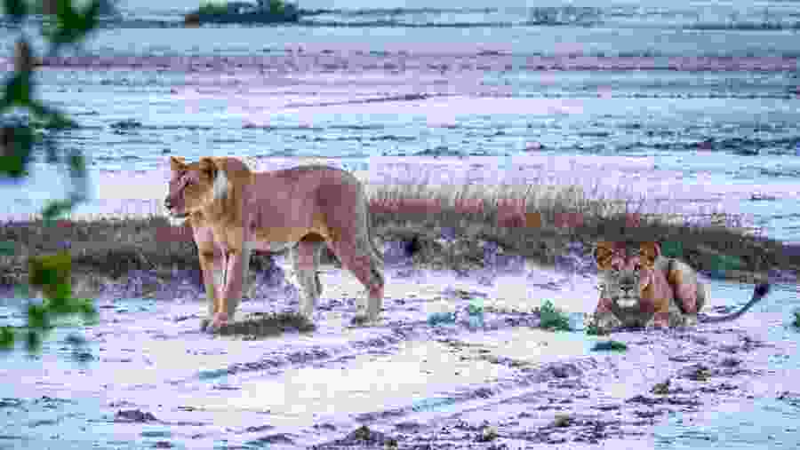 Witness the African wildlife
