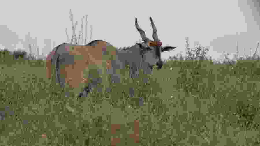 Nairobi National Park