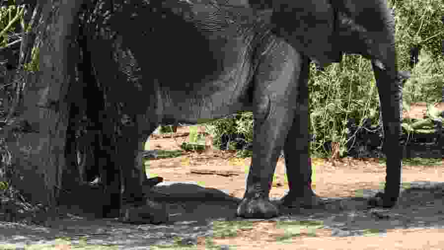 Chobe Elephants