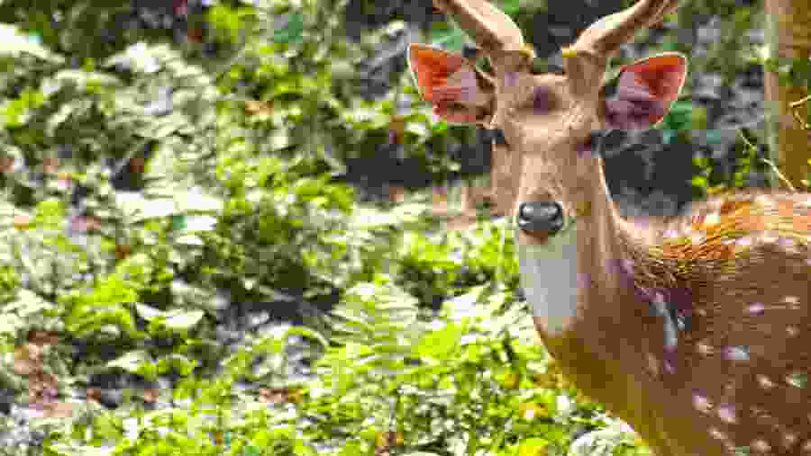 See a variety of wild animals at the safari