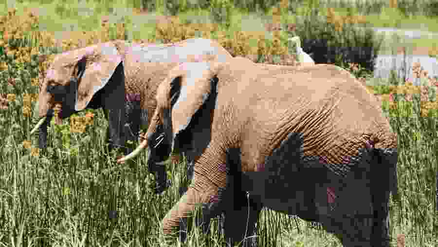 Elephants at the Nairobi National Park