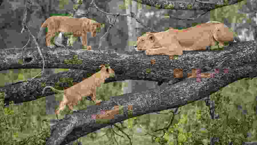 Witness the African wildlife