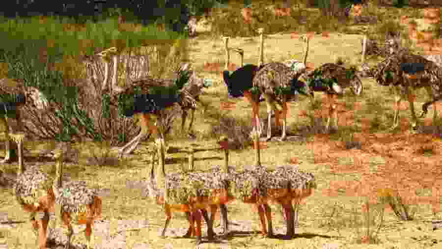 Namibia Ostriches