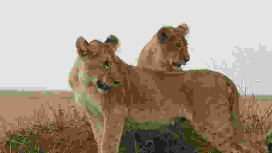 Wildlife Experience
