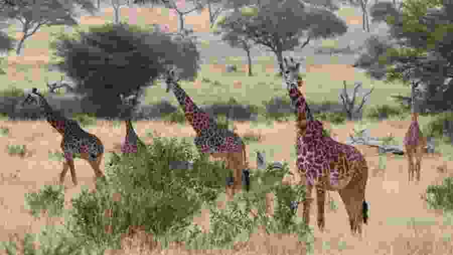 Masai Giraffe