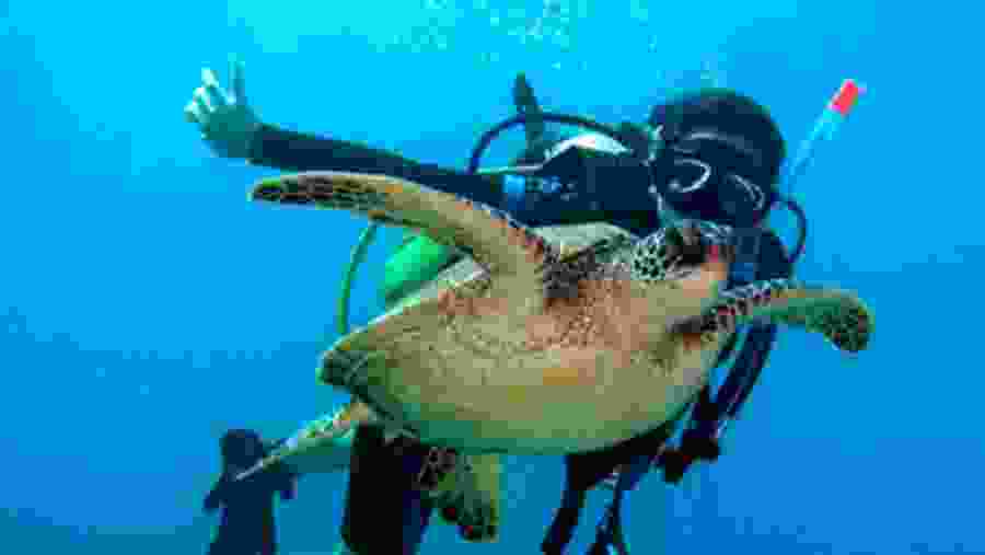 Travelers scuba diving in the Red Sea
