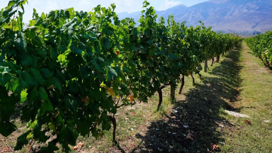 Gjirokaster: Vineyard & Wine Tasting Experience