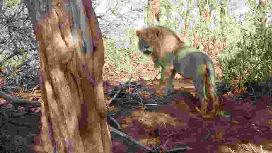 Maneaters of Tsavo Lions
