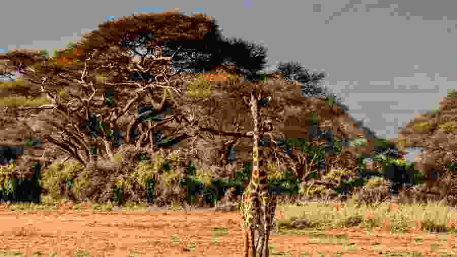 Spot the wildlife at Africa