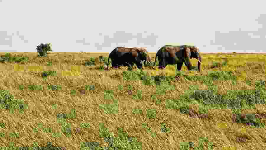 Elephants in Mikumi National Park