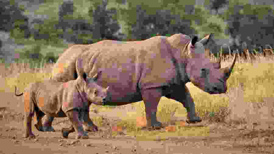 Spot White Rhinos at Mosi-oa-Tunya National Park