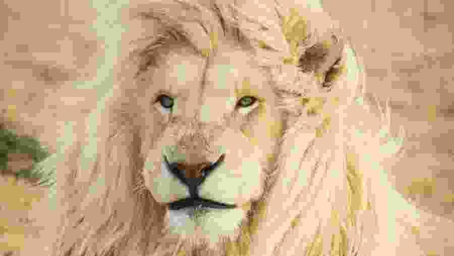 Spot the majestic lion