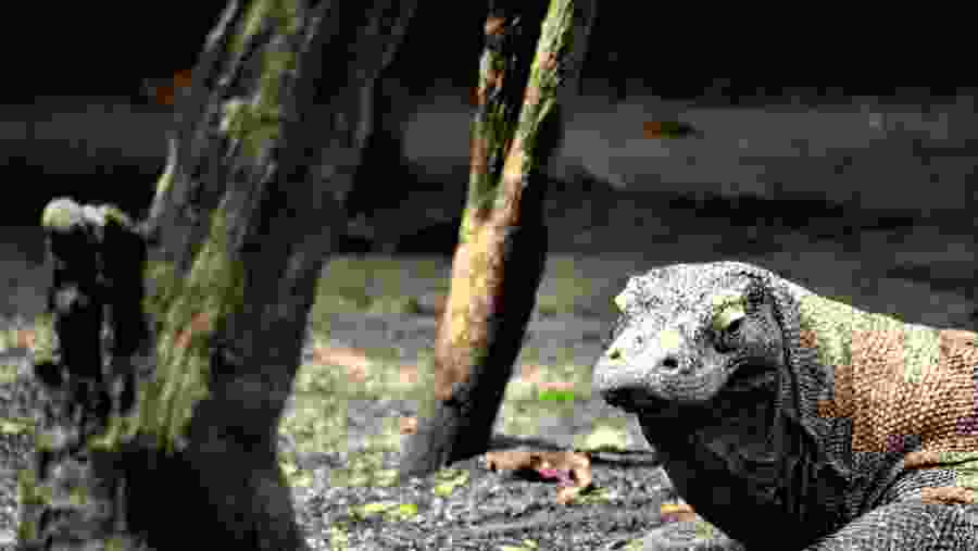 Komodo Dragon