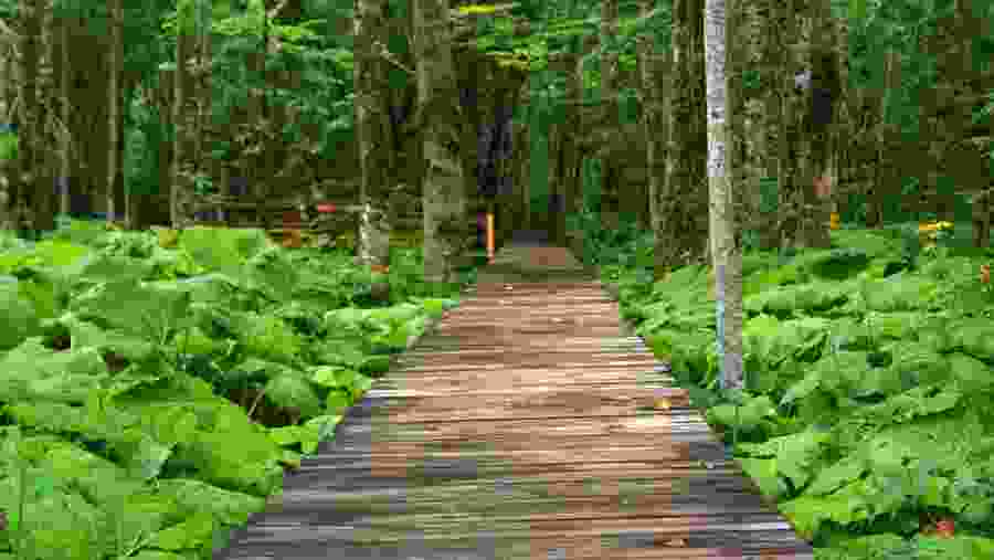 Biogradska Gora Rainforest