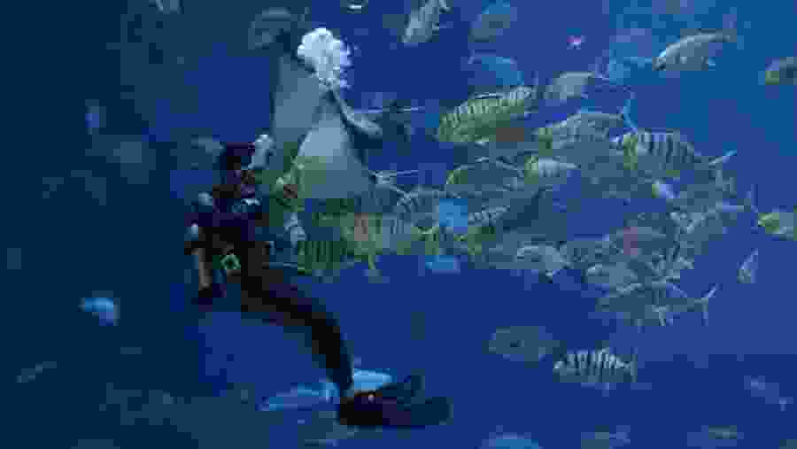 Scuba Diving