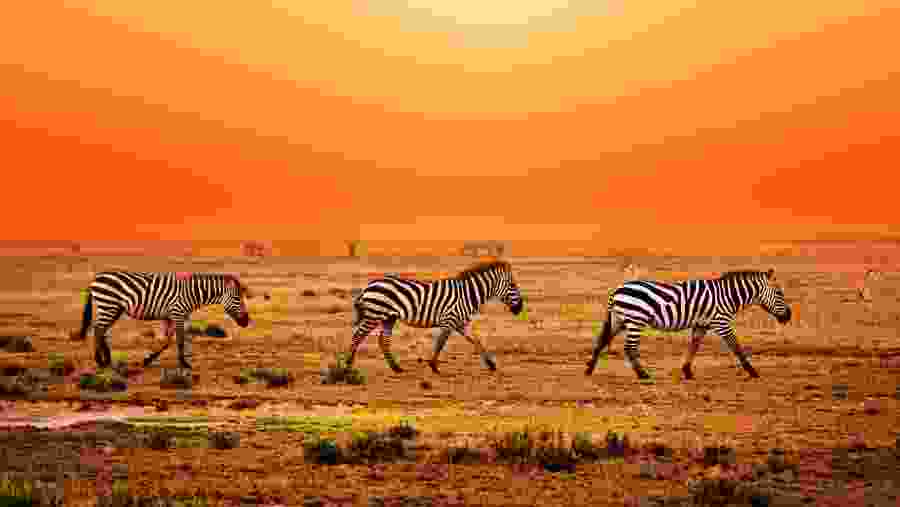 Zebras at Serengeti National Park