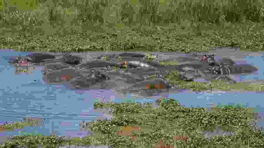 Hippos In A Swamp At Lake Manyara National Park