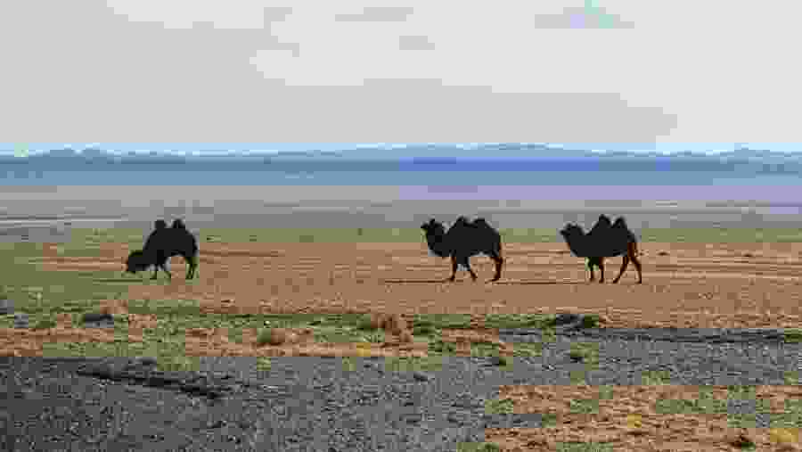 Camels in Gobi Desert Mongolia