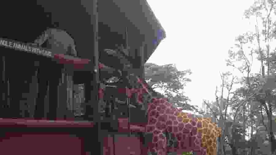 Giraffe center, Nairobi