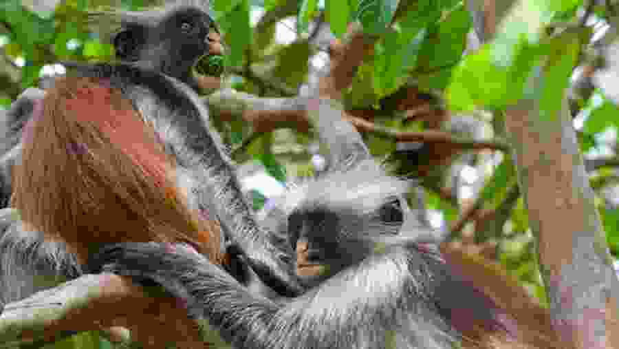 Red Colobus Monkeys in Jozani Forest