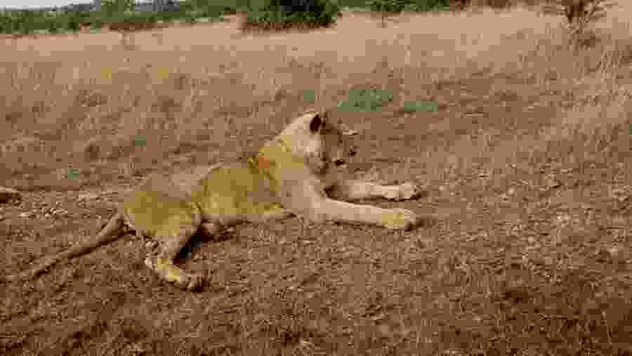 Lioness in the wild