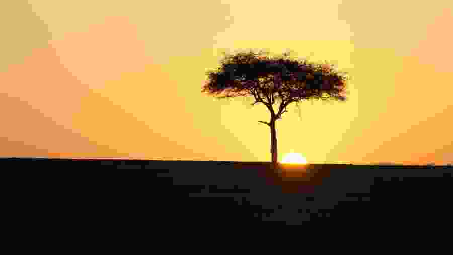 Stunning sunset view from the Mara