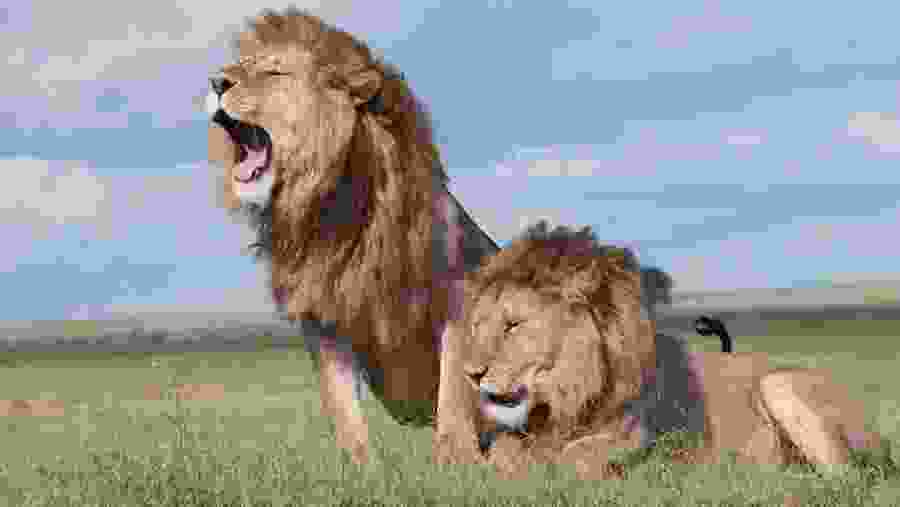 Lions at the Nairobi National Park