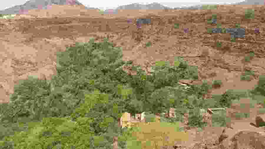 Greenery in the city