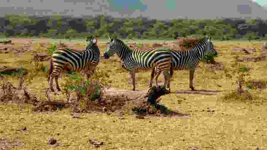East Africa Safari