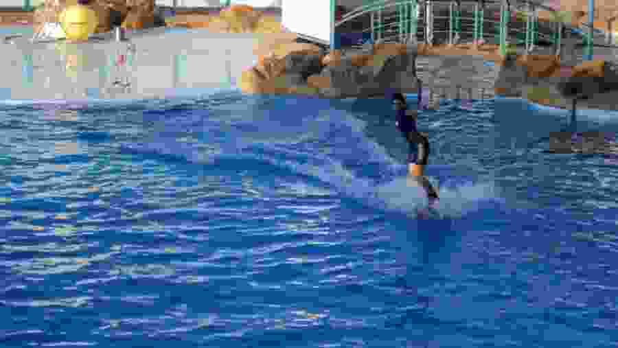 Makadi Bay Dolphinarium