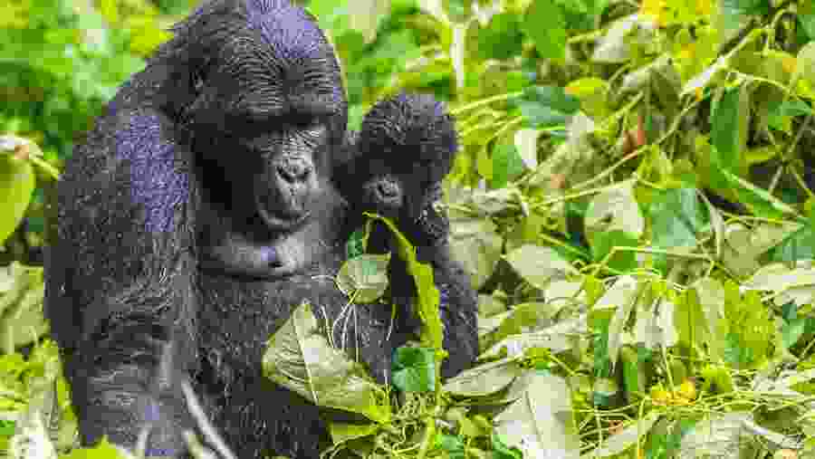 Mother Gorilla at Bwindi NP