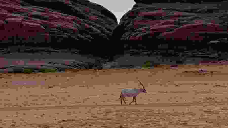 Desert Goat